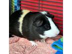 Adopt reginald a Guinea Pig small animal in Des Moines, IA (41497410)