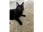Adopt Cleo a All Black Domestic Shorthair / Mixed (short coat) cat in Charlotte