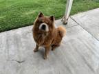 Adopt Chinook a Red/Golden/Orange/Chestnut Chow Chow / Chow Chow / Mixed dog in