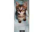 Adopt Georgie a Brown Tabby Domestic Shorthair (short coat) cat in Key Largo