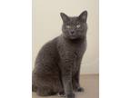 Adopt Blue Star a Gray or Blue Russian Blue / Mixed (short coat) cat in