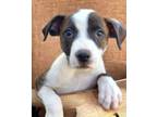Adopt Ellie a Mountain Cur / Australian Cattle Dog / Mixed dog in El Dorado