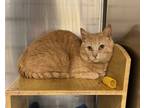 Adopt Ginger Baker a Orange or Red Domestic Shorthair (short coat) cat in Mays
