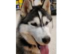 Adopt Lucky a Black - with White Husky / Alaskan Malamute / Mixed dog in
