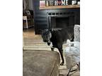 Adopt Chance a Black Labrador Retriever / Mixed dog in Sherwood, AR (41497692)