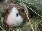 Adopt CHUNKY a Guinea Pig (medium coat) small animal in Tustin, CA (41497713)