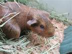 Adopt MUNCHKIN a Guinea Pig (medium coat) small animal in Tustin, CA (41497712)