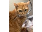 Adopt Loretta a Orange or Red Domestic Shorthair cat in Jacksonville