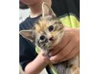 Adopt Lottie a Calico or Dilute Calico Calico cat in Jacksonville, NC (41497101)