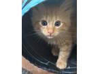 Adopt Alfie a Orange or Red Tabby Domestic Shorthair cat in Jacksonville