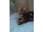 Adopt Sarabi a Brown Tabby Tabby / Mixed (short coat) cat in Parkville