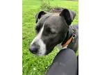 Adopt Tristan a Black - with White American Staffordshire Terrier / Mixed dog in