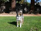 Adopt Wallace a Merle Australian Shepherd / Mixed dog in Menlo Park