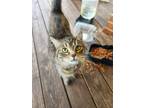 Adopt Cha Cha a Tiger Striped Tabby / Mixed (short coat) cat in Goodview