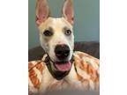 Adopt Boyd a White - with Tan, Yellow or Fawn Carolina Dog / Mixed dog in Rock