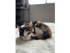 Adopt Samantha a Calico or Dilute Calico Calico / Mixed (short coat) cat in