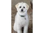 Adopt Charlie a White - with Brown or Chocolate Havanese / Mixed dog in Seal