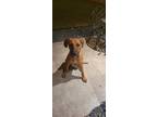 Adopt Luna a Brown/Chocolate - with Tan Black Mouth Cur dog in Houston