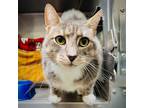 Adopt Tony a Domestic Shorthair / Mixed cat in Oakland, CA (41496320)