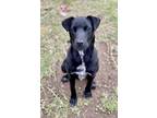 Adopt Pop a Black Labrador Retriever / Airedale Terrier / Mixed dog in Fresno