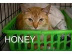 Adopt Honey (FCID# 05/06/2024 - 14 Millsboro PS) a Orange or Red (Mostly)