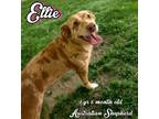 Adopt Ellie a Australian Shepherd / Mixed dog in Nicholasville, KY (41478226)