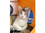 Adopt Korra a Domestic Shorthair / Mixed cat in Albuquerque, NM (41491625)