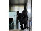Adopt Felix a Domestic Shorthair / Mixed cat in Cornwall, ON (41497639)