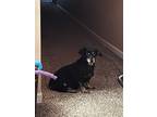Adopt Wheatie a Black - with Tan, Yellow or Fawn Chiweenie / Mixed dog in East