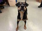 Adopt ROSIE a Manchester Terrier, Mixed Breed