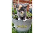 Adopt Dahlia a Calico or Dilute Calico Calico (short coat) cat in Springfield