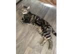 Adopt Odysseus a Calico or Dilute Calico American Shorthair / Mixed (short coat)
