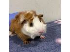 Adopt Giselle a Guinea Pig