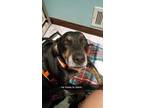 Adopt Benny a Black Labrador Retriever / Mixed dog in Lawrenceville
