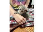 Adopt Willy a Gray, Blue or Silver Tabby Tabby (short coat) cat in Pickerington