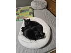 Adopt Beef and Cornbread a Black (Mostly) Domestic Shorthair / Mixed (short