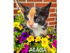 Adopt Acacia a Calico or Dilute Calico Calico (short coat) cat in Springfield