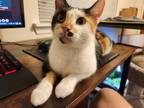 Adopt Suki a Calico or Dilute Calico Domestic Shorthair / Mixed (short coat) cat