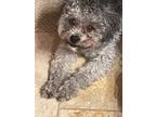 Adopt Chewie a Gray/Blue/Silver/Salt & Pepper Shih Tzu / Mixed dog in Waconia