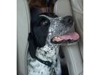 Adopt Piper a Black - with White Australian Cattle Dog / German Shorthaired