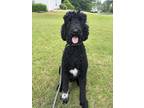 Adopt Gus a Black - with White Poodle (Standard) / Mixed dog in Alpharetta
