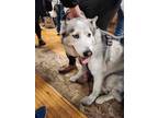 Adopt Athena a White - with Gray or Silver Husky / Mixed dog in Appleton