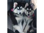 Adopt Estrellita a Black - with White Husky / Alaskan Malamute / Mixed dog in