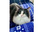 Adopt Oakland a Brown or Chocolate (Mostly) Domestic Longhair (long coat) cat in