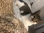 Adopt Gertrude a Brown Tabby Domestic Shorthair / Mixed (short coat) cat in