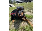 Adopt GIANA a Rottweiler, Mixed Breed