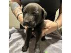 Adopt Whizz a Mixed Breed