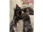 Adopt Missy a Tortoiseshell Domestic Longhair / Mixed (long coat) cat in