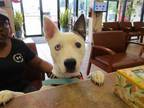 Adopt CLARINET a Husky, Pit Bull Terrier