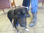 Adopt LYRE a Hound, Mixed Breed